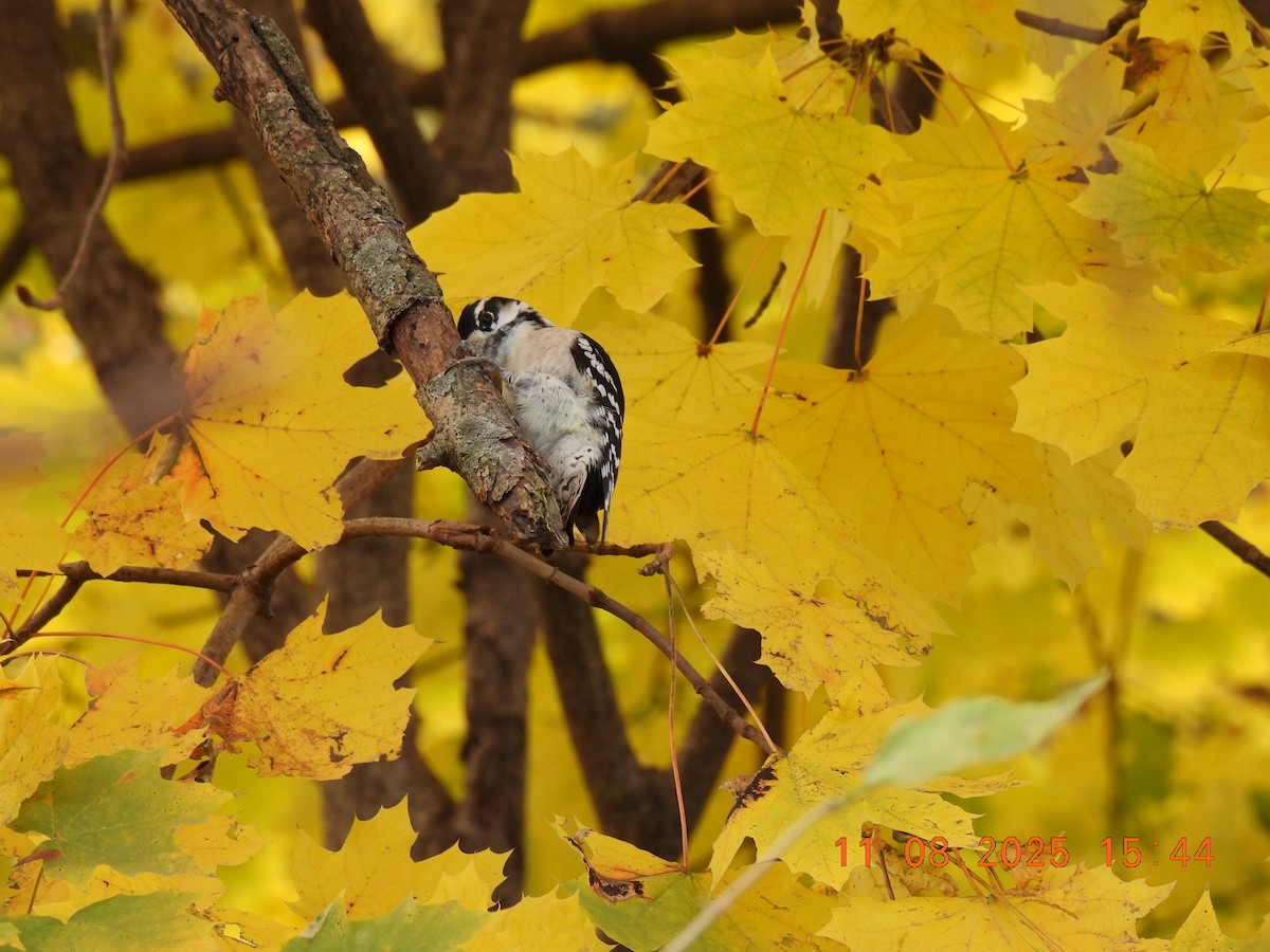 Downy Woodpecker - ML644929755