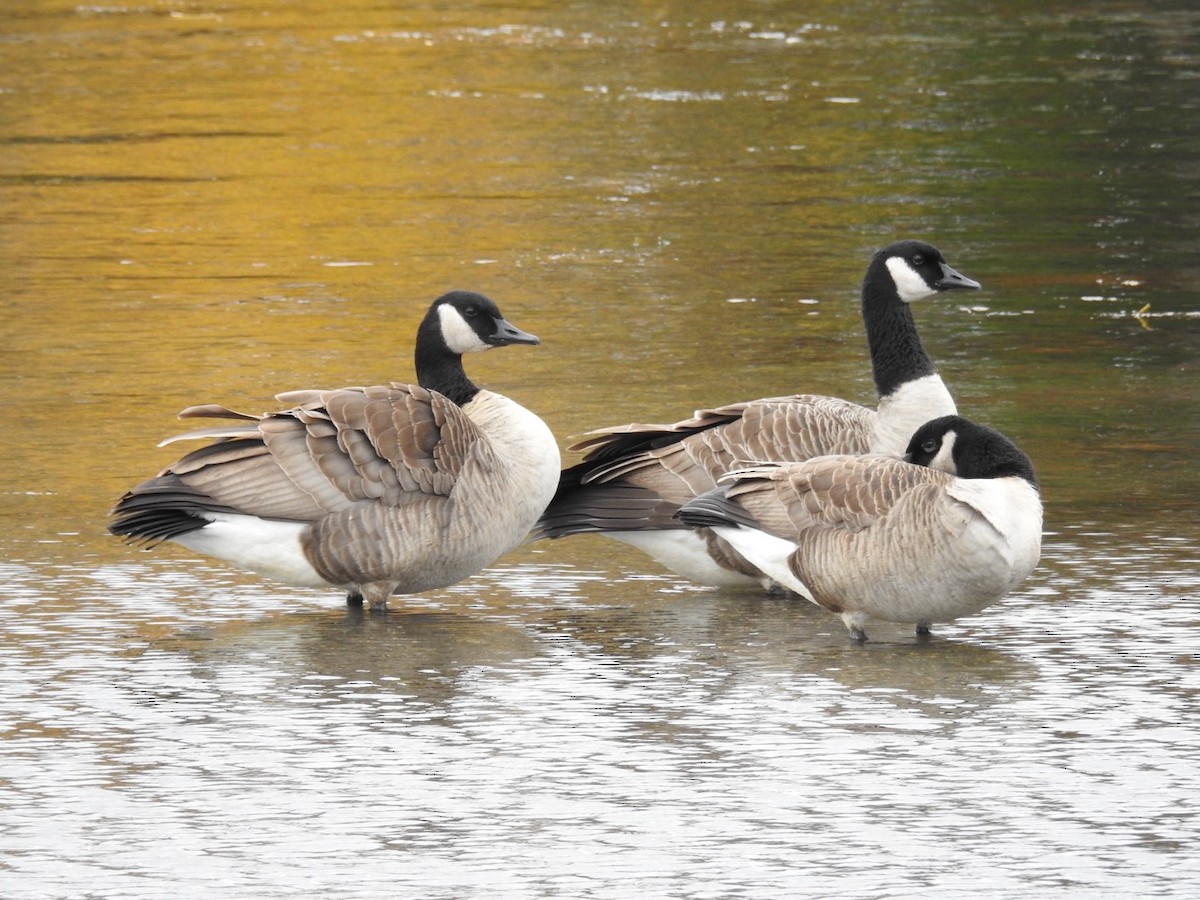 Canada Goose - ML644929761