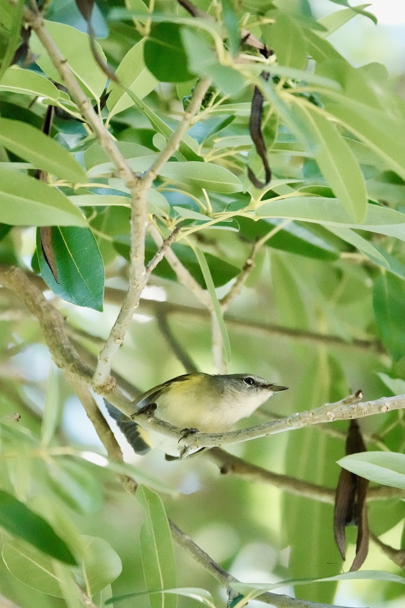 Горихвостковая древесница - ML644929763