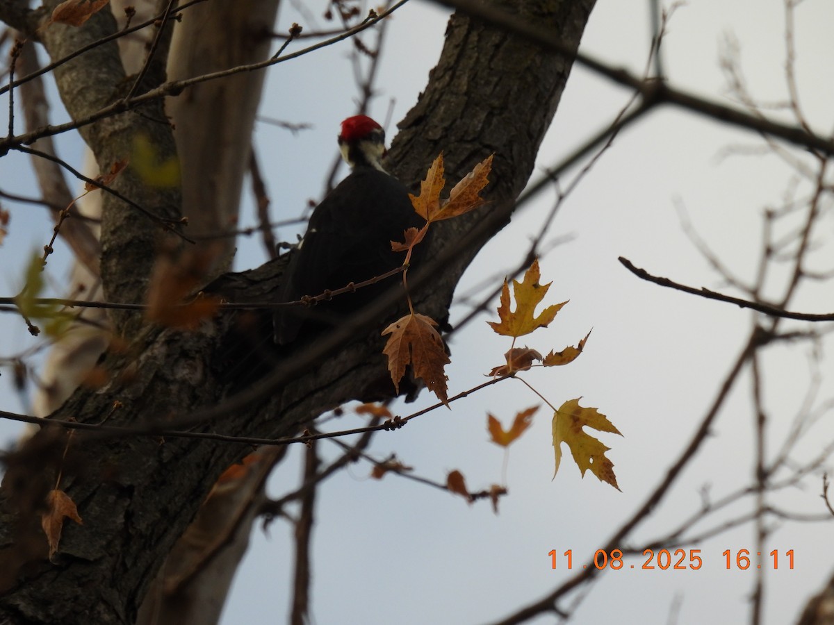 Pileated Woodpecker - ML644929771