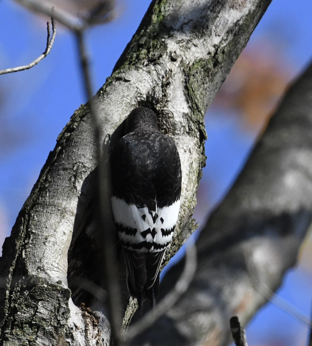 Red-headed Woodpecker - ML644929787