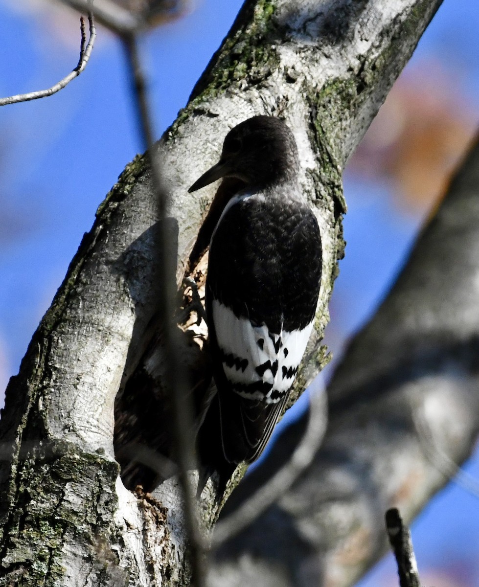 Red-headed Woodpecker - ML644929788