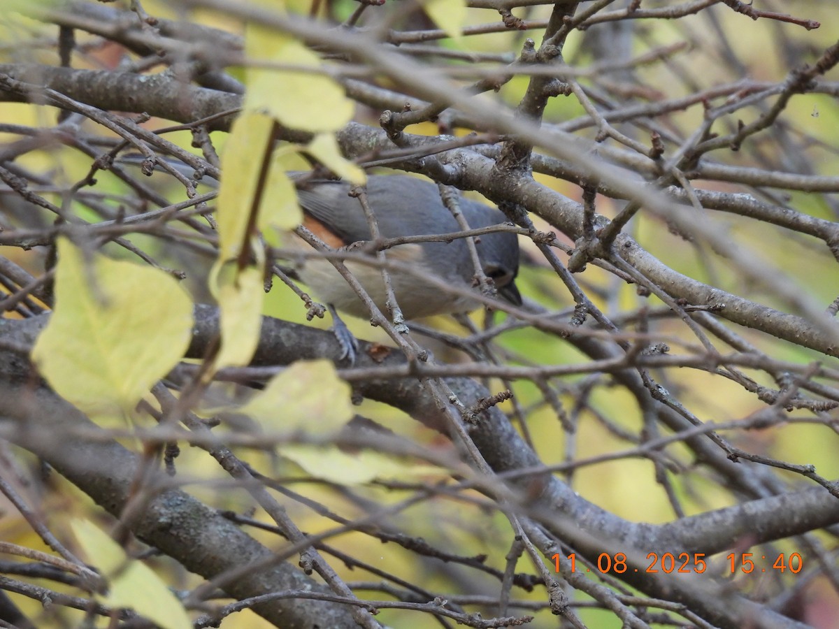 Tufted Titmouse - ML644929790