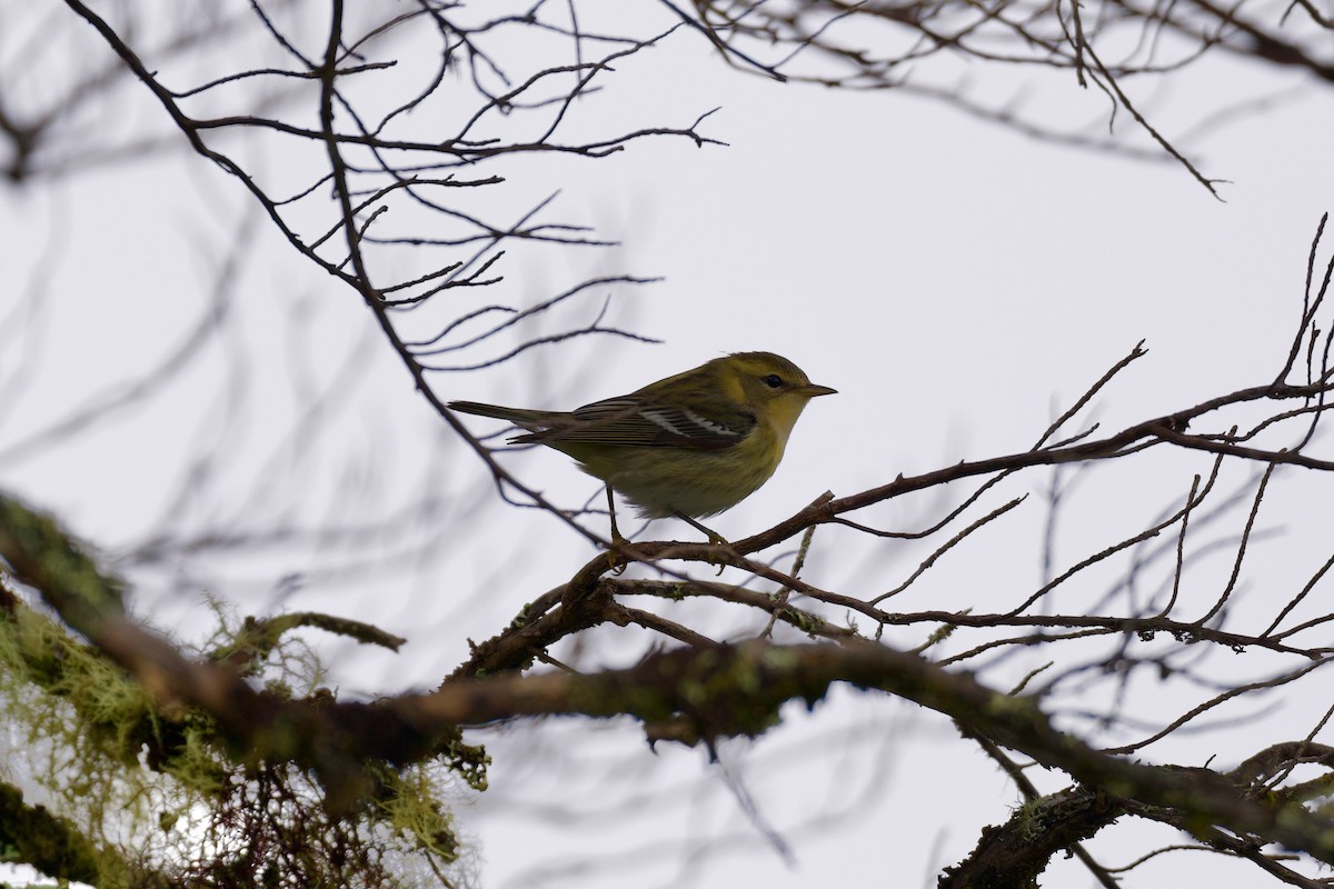 Reinita Gorjinaranja - ML644929797