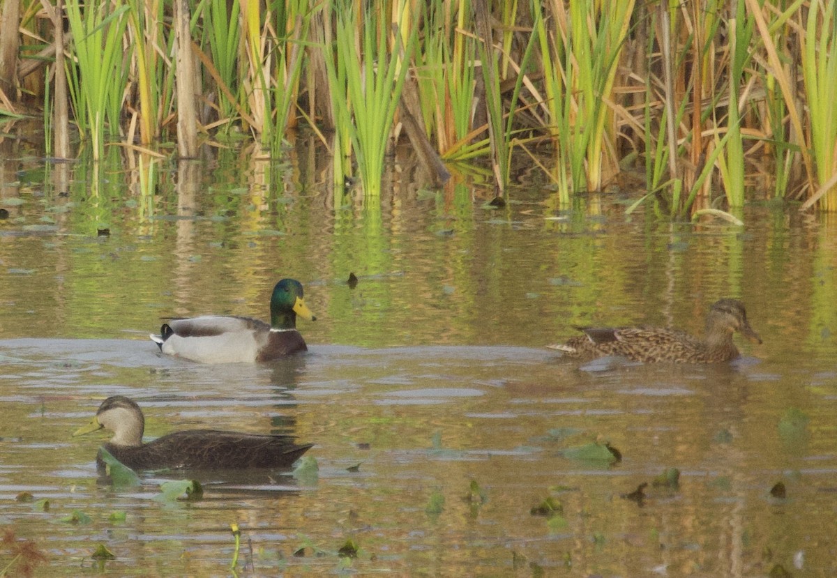 American Black Duck - ML644929803