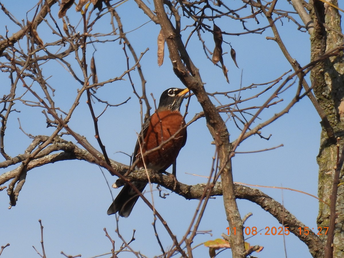 American Robin - ML644929805