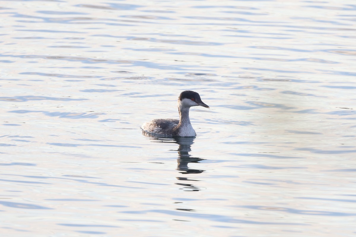 ミミカイツブリ - ML644929810