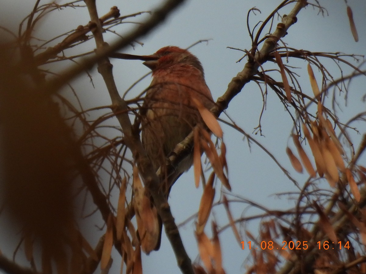 House Finch - ML644929814
