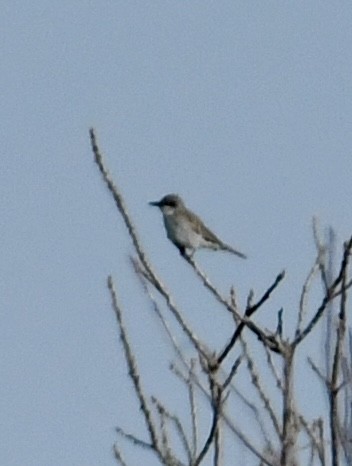 Gray Kingbird - ML644929816