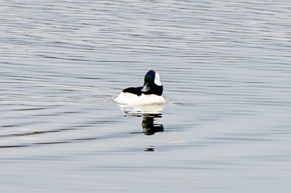 Гоголь-головастик - ML644929817