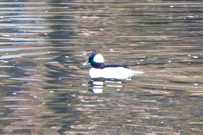 Гоголь-головастик - ML644929818