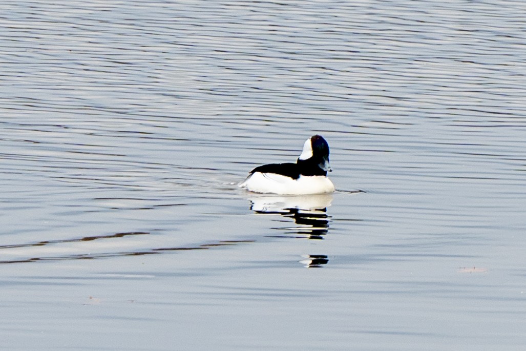 Гоголь-головастик - ML644929819