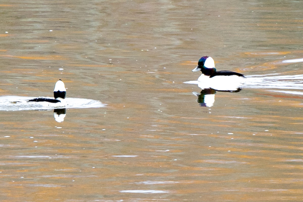 Гоголь-головастик - ML644929820