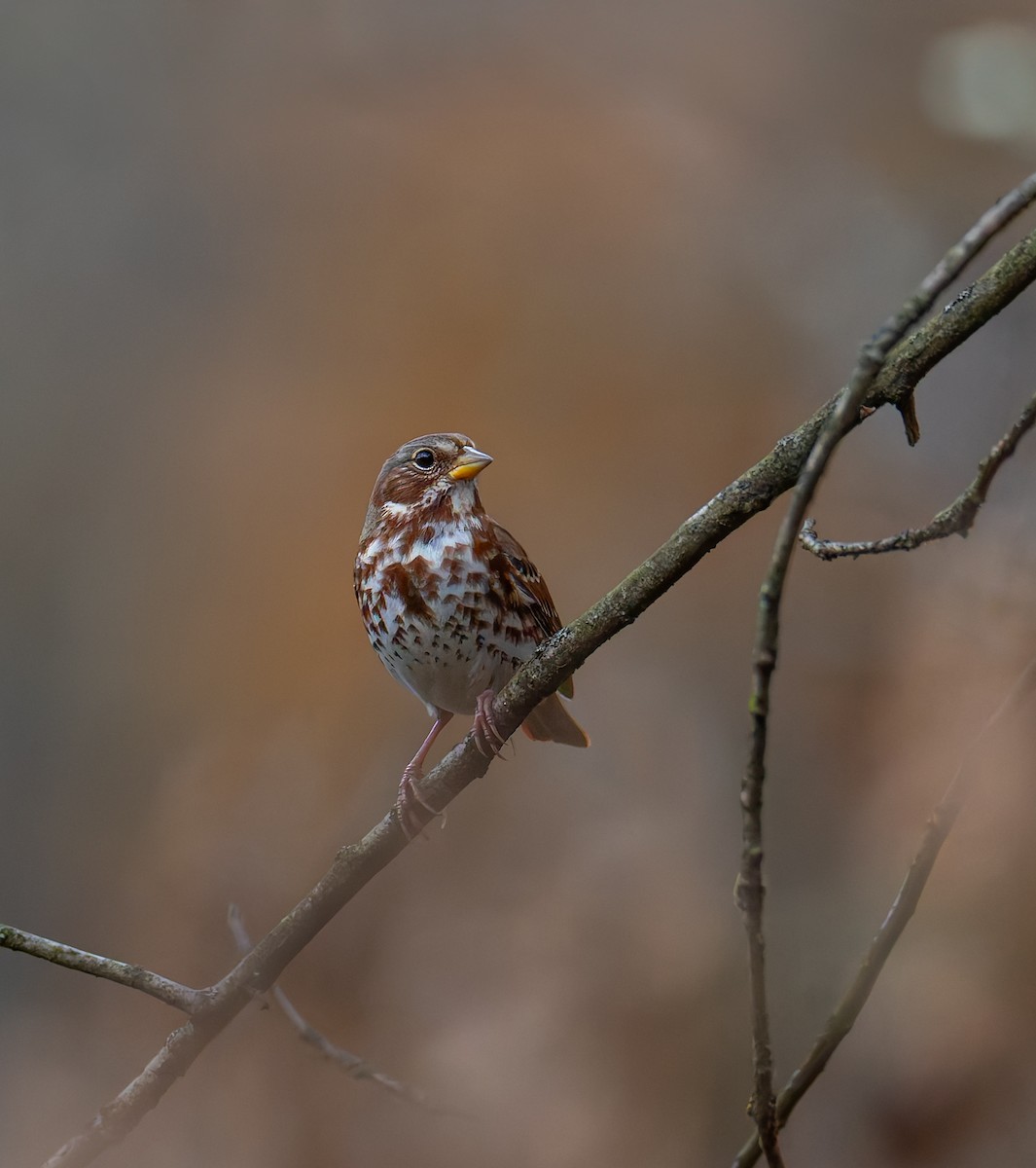 Fox Sparrow - ML644929822
