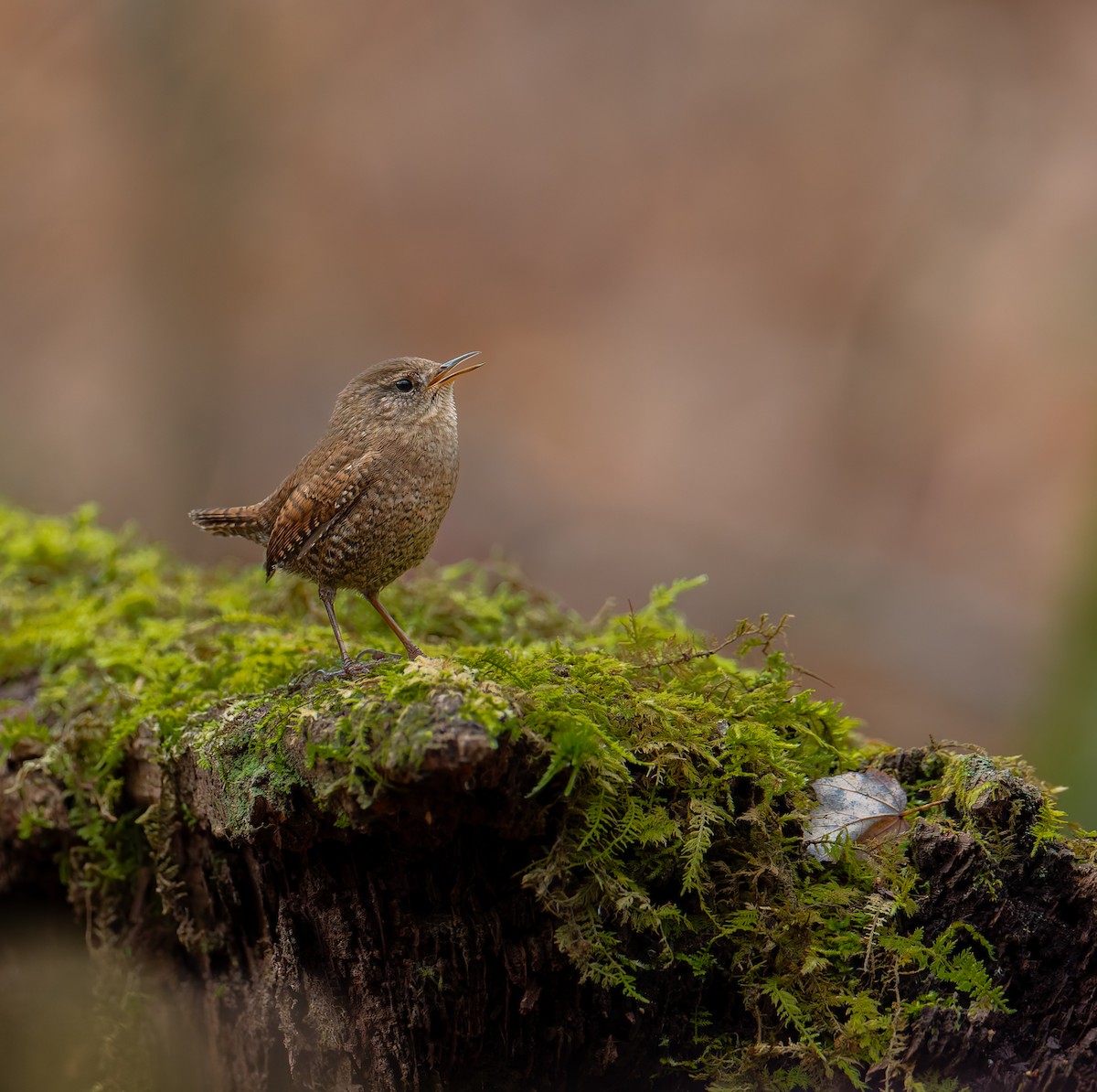 Winter Wren - ML644929830