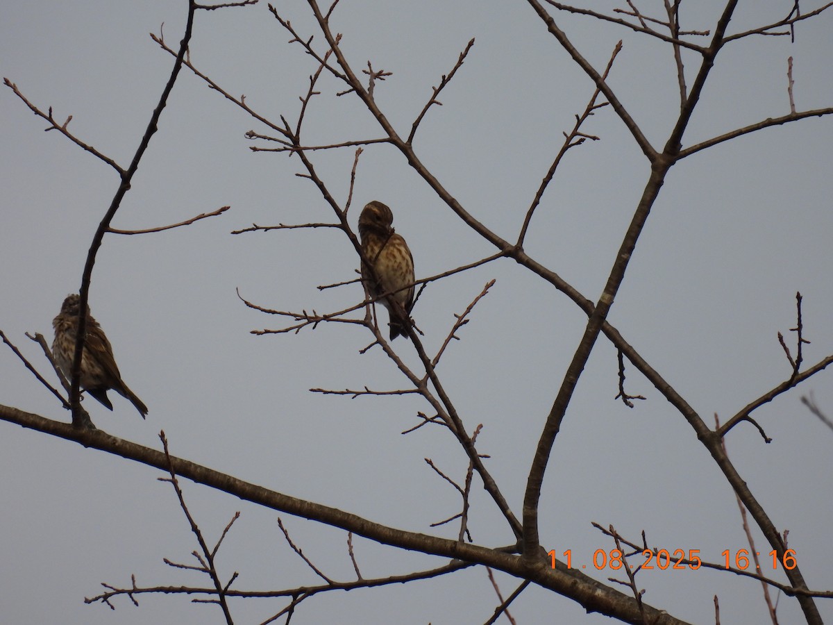 Purple Finch - ML644929831