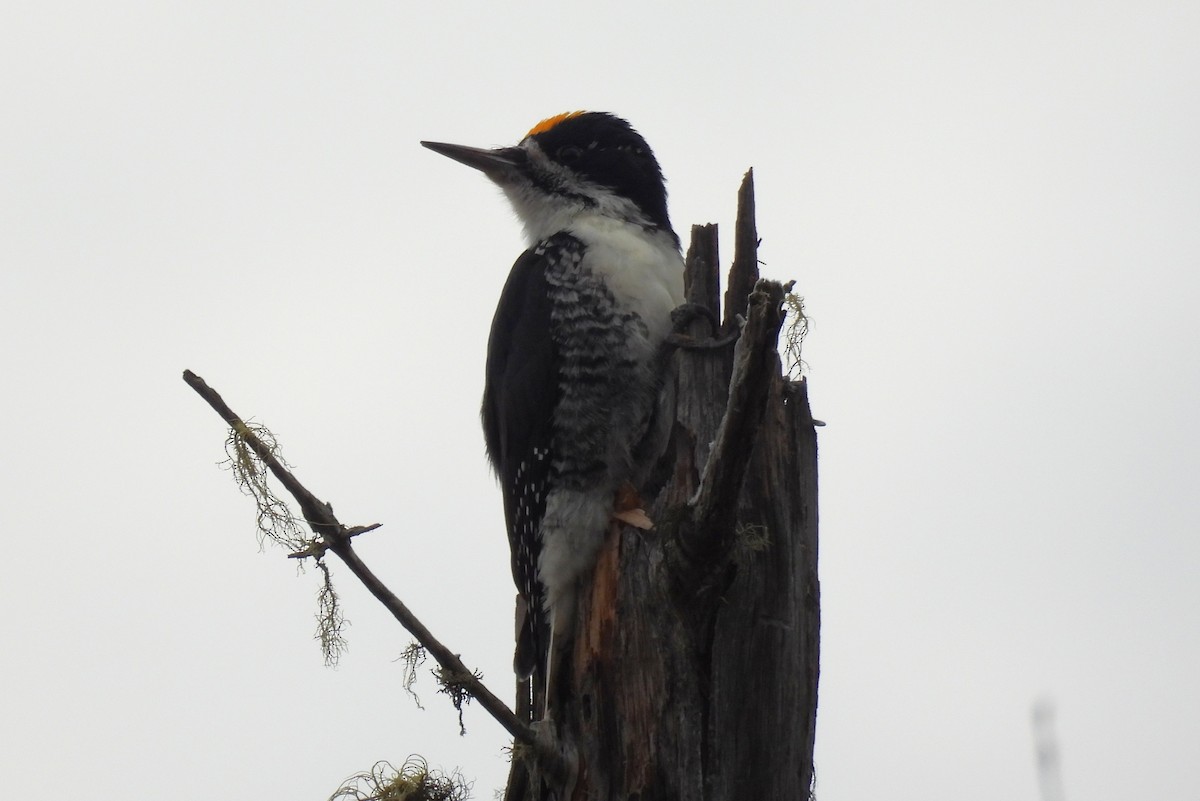 Pico Ártico - ML644929839