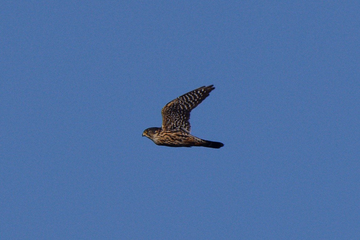 Merlin - ML644929841