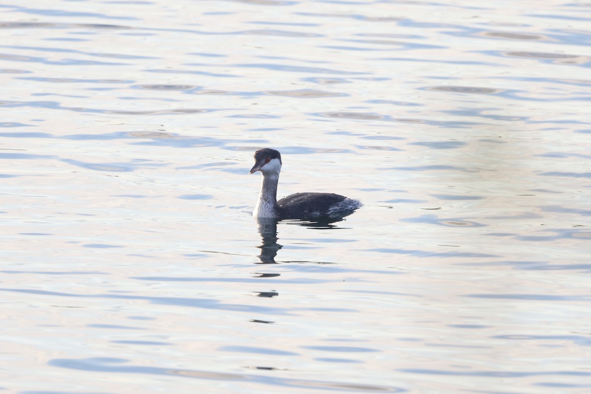 ミミカイツブリ - ML644929845