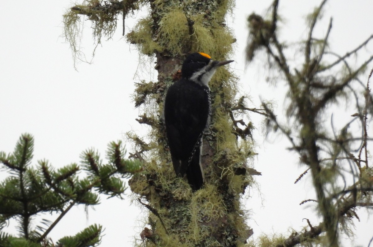 Pico Ártico - ML644929856