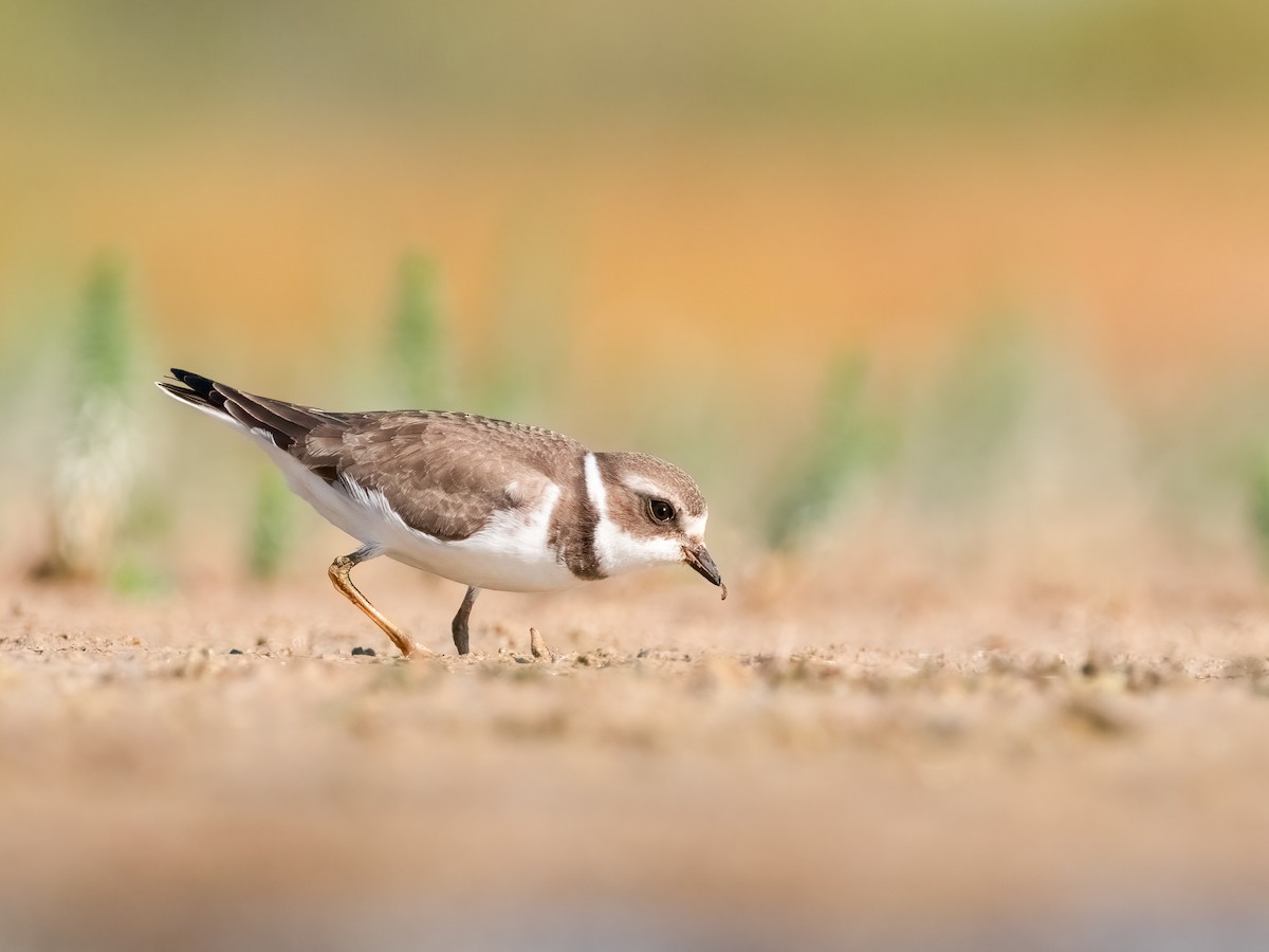 Semipalmated Plover - ML644929859