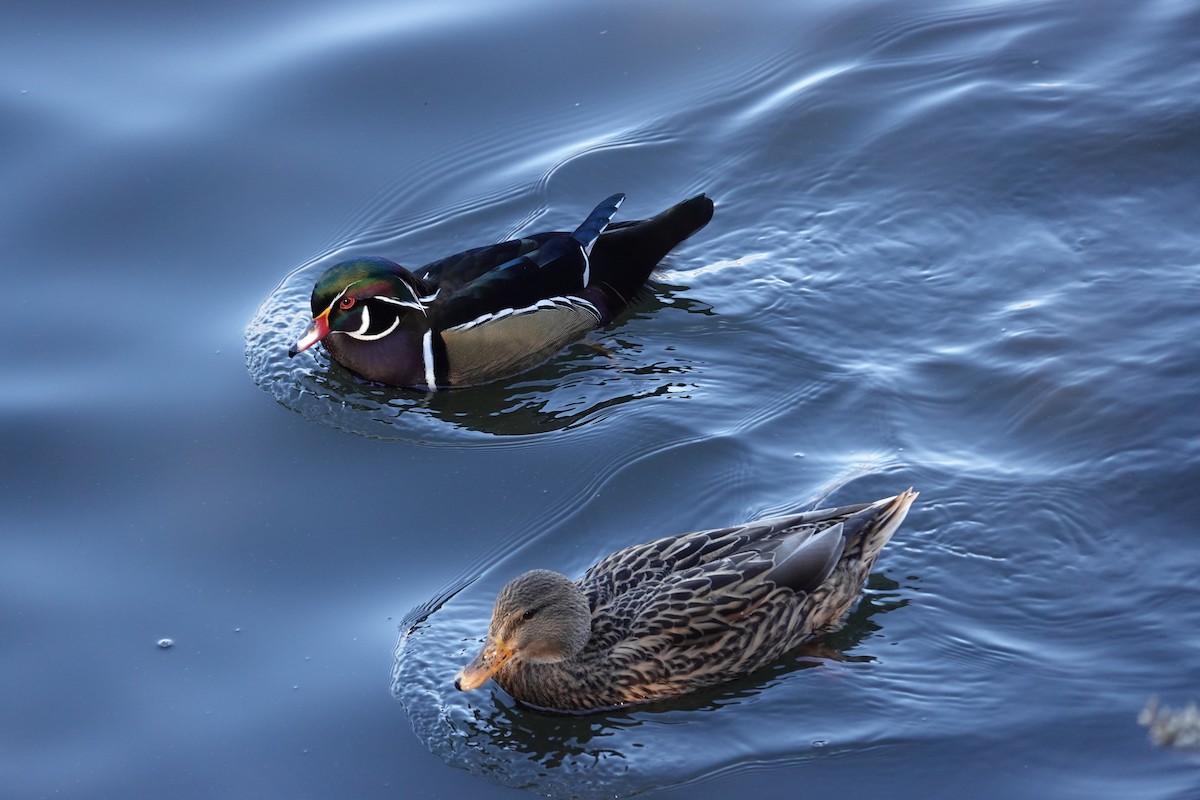Wood Duck - ML644929882