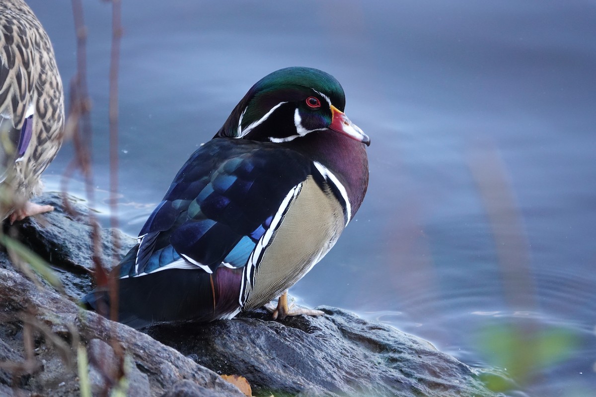 Wood Duck - ML644929883