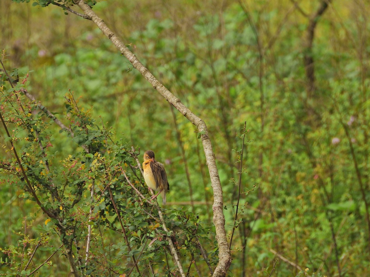 Baya Weaver - ML644929885
