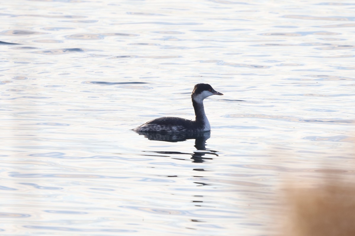 ミミカイツブリ - ML644929927