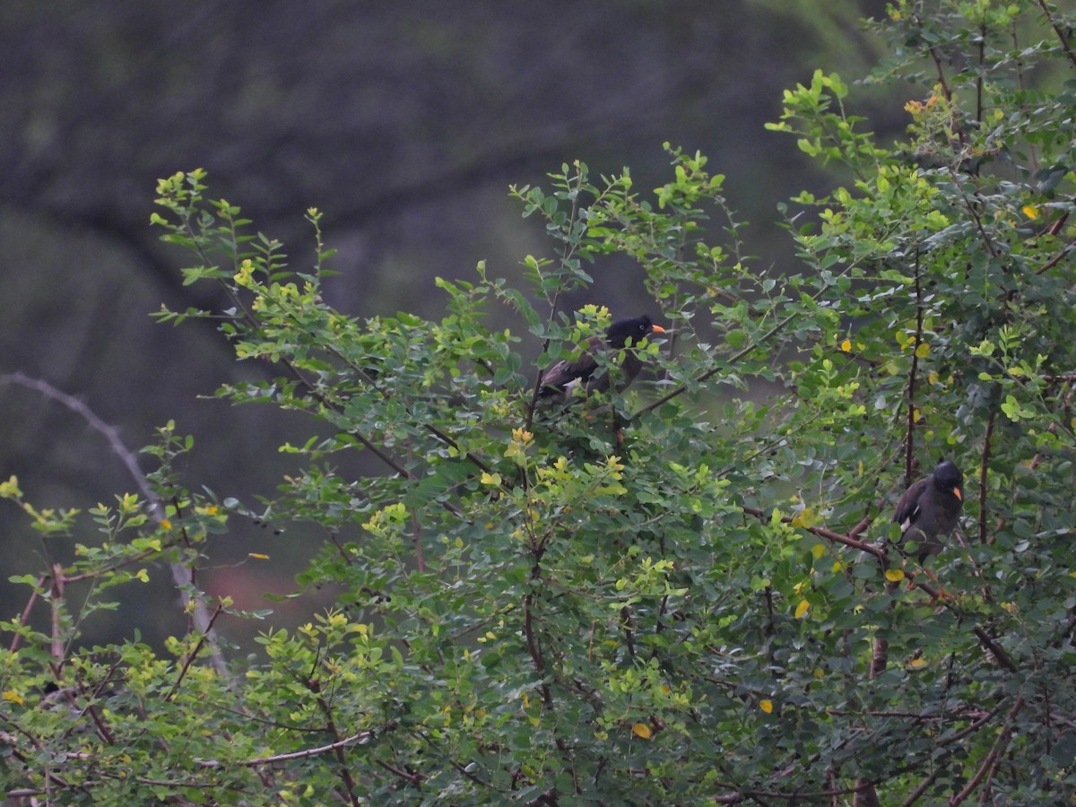 Jungle Myna - ML644929934