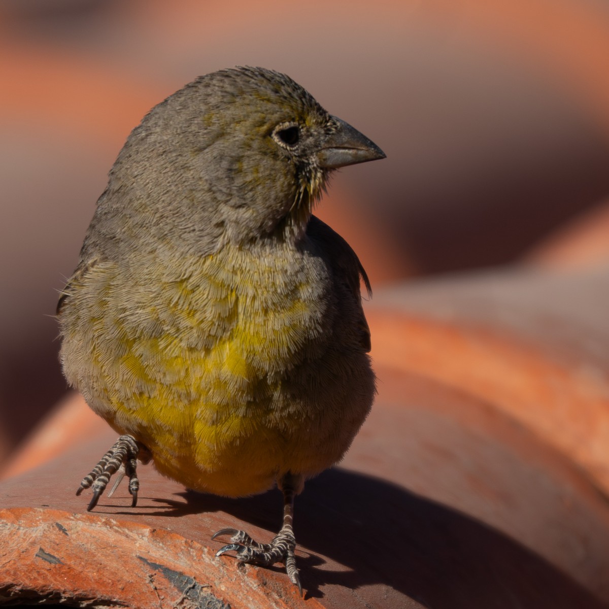 Greenish Yellow-Finch - ML644929939