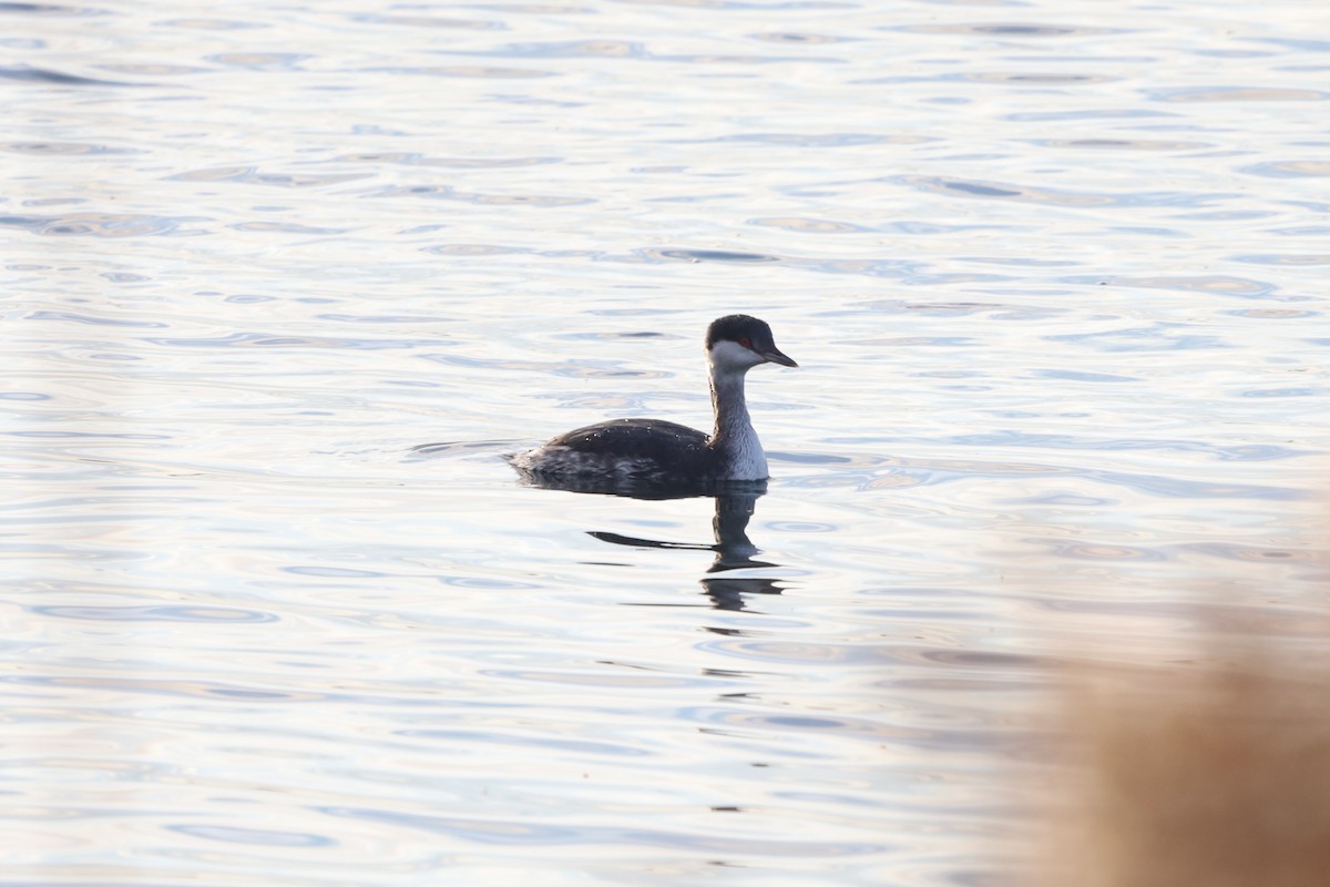 ミミカイツブリ - ML644929963