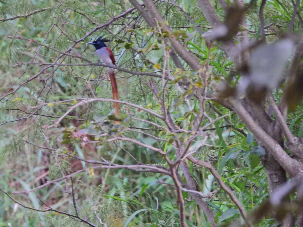 Indian Paradise-Flycatcher - ML644929988