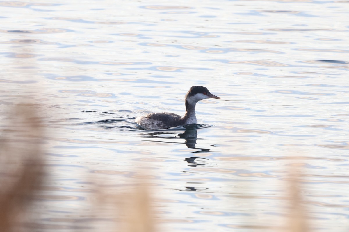 ミミカイツブリ - ML644929998