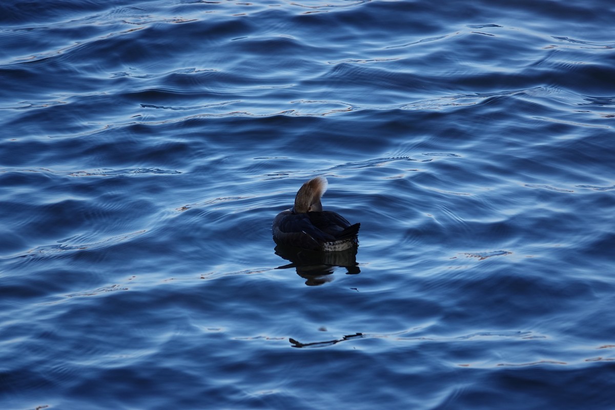 Hooded Merganser - ML644929999