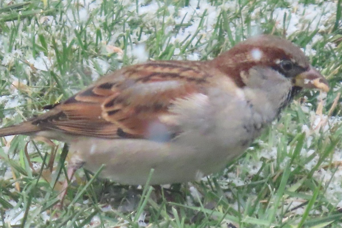 家麻雀 - ML644930027