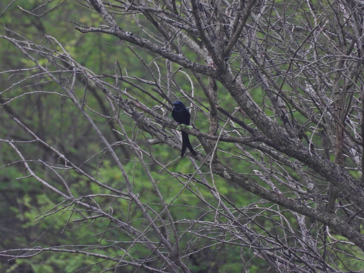 drongo černý - ML644930034