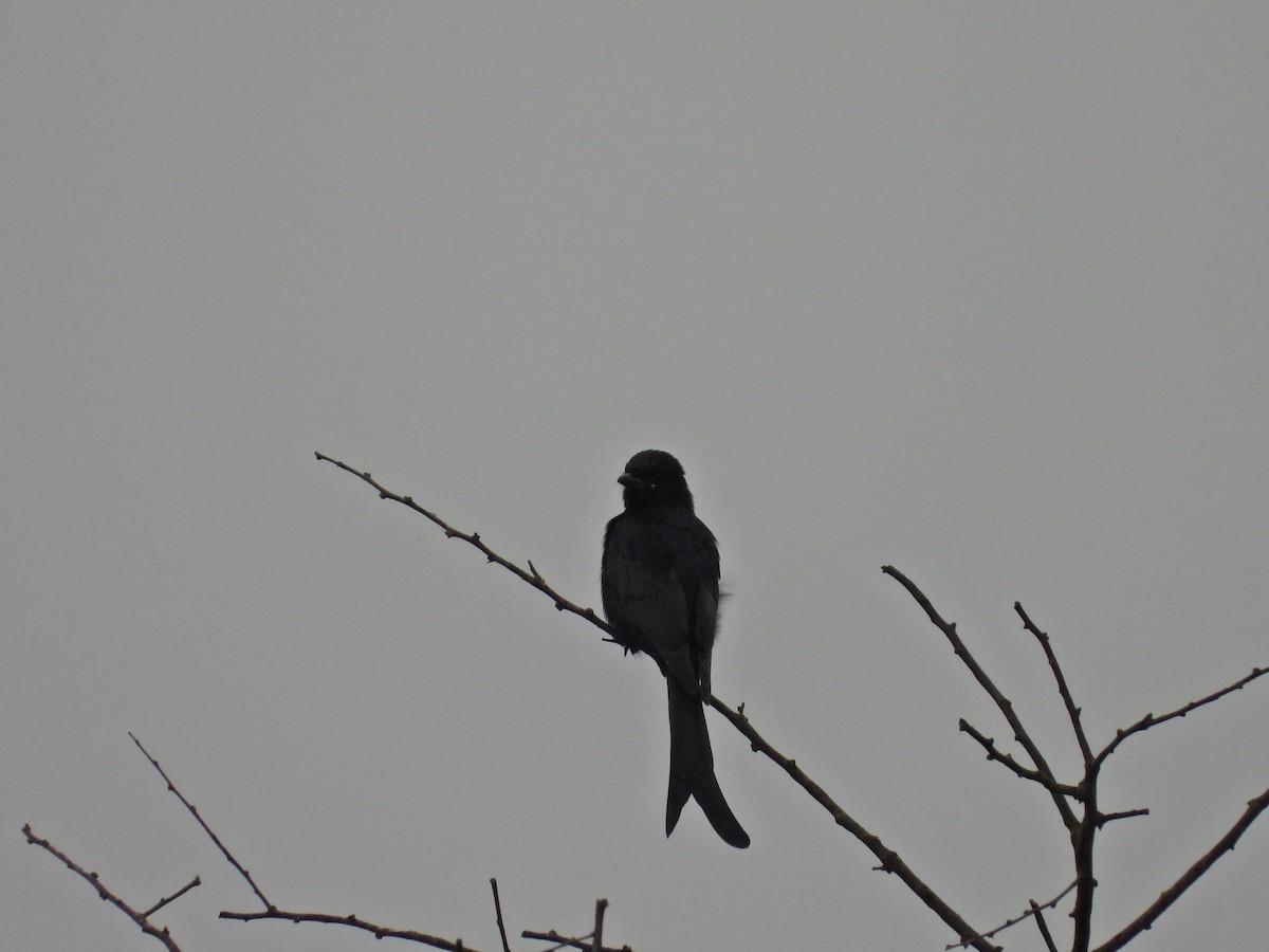 drongo černý - ML644930035