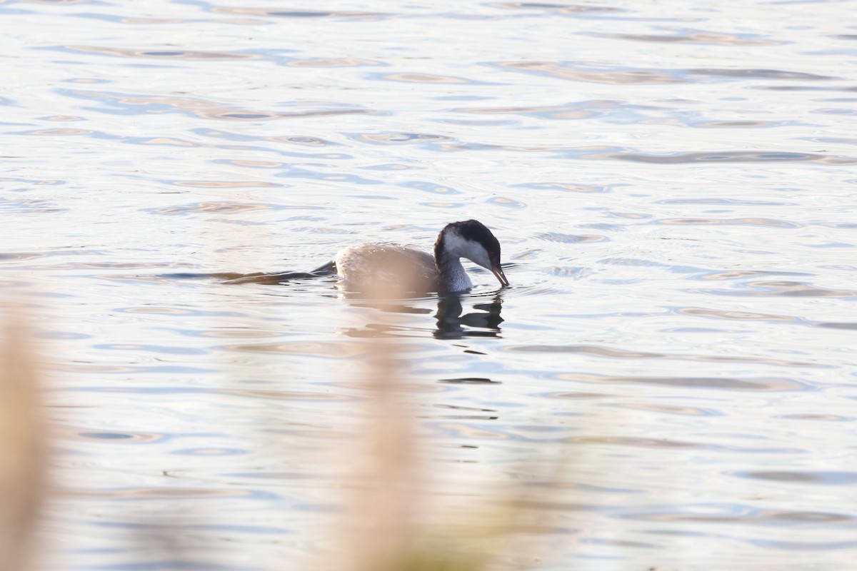 ミミカイツブリ - ML644930038