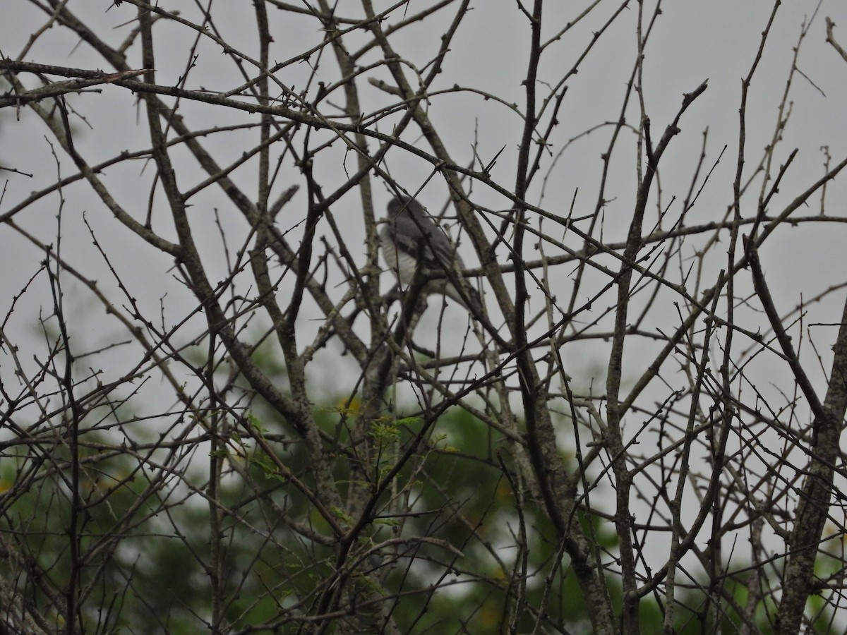 Black-headed Cuckooshrike - ML644930058