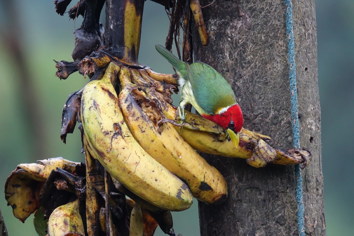 Red-headed Barbet - ML644930072