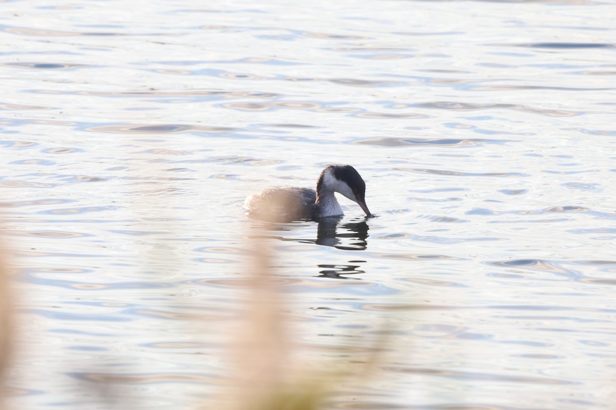 ミミカイツブリ - ML644930075