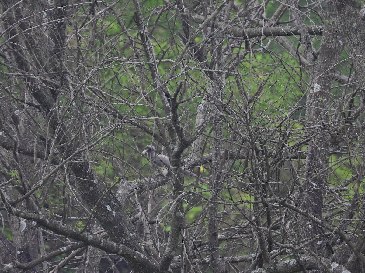 Indian Gray Hornbill - ML644930101