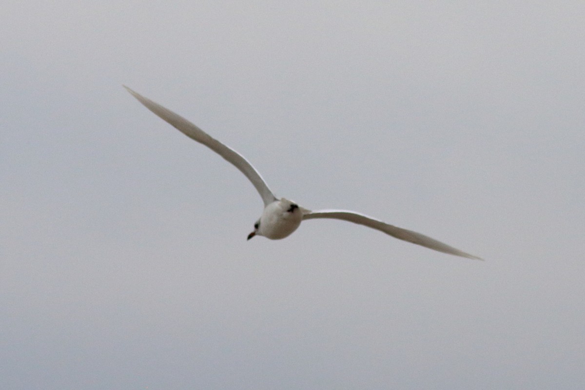Mediterranean Gull - ML644930107
