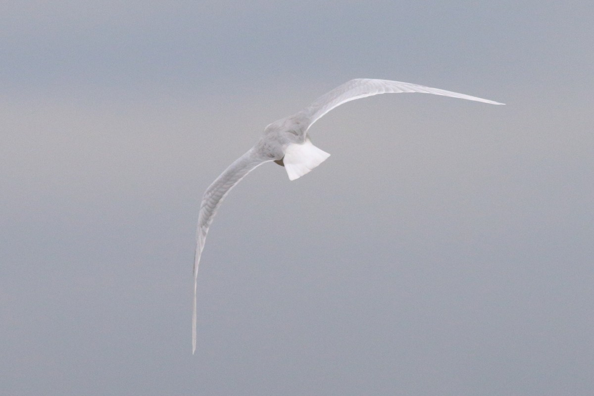 Mediterranean Gull - ML644930108