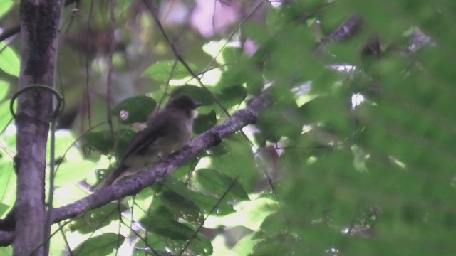 Finsch Arapbülbülü - ML644930111