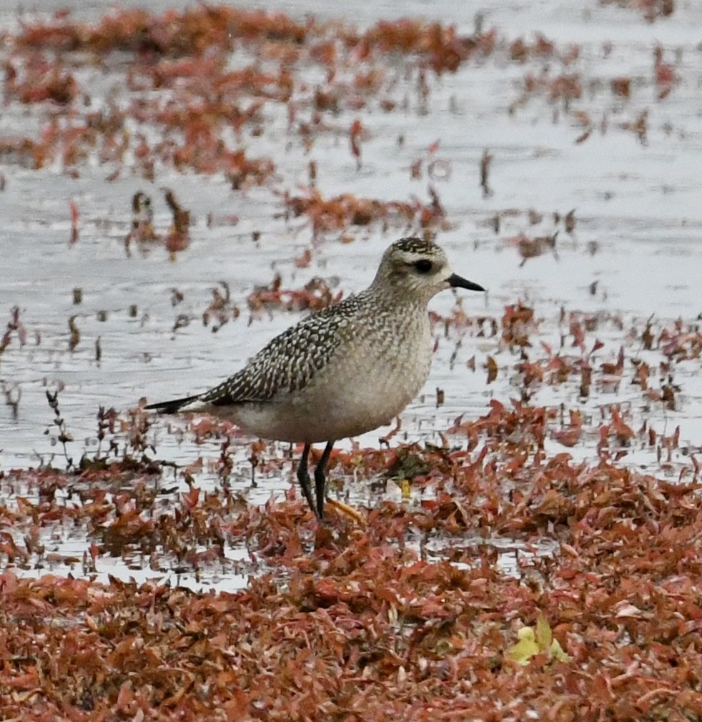 American Golden-Plover - ML644930113