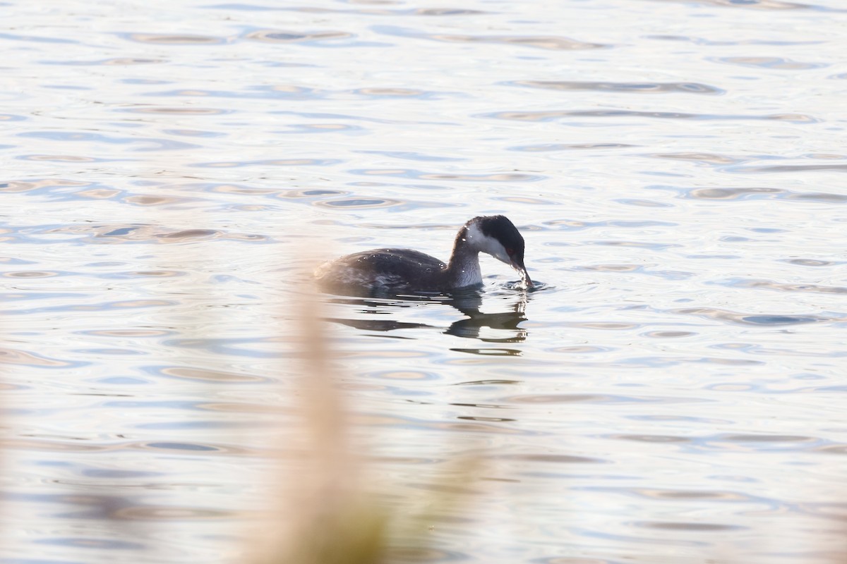 ミミカイツブリ - ML644930123