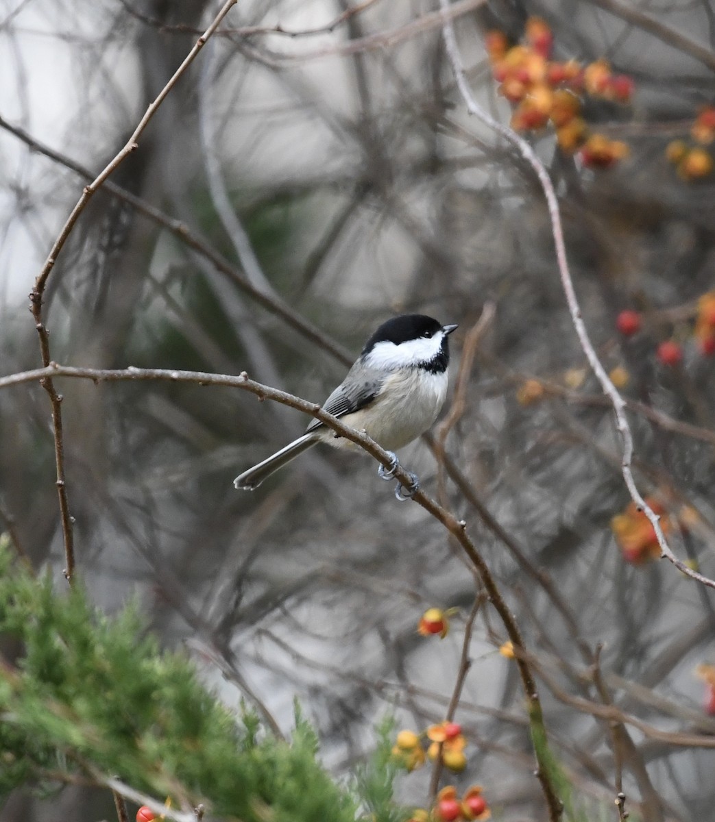 Carolina Chickadee - ML644930132