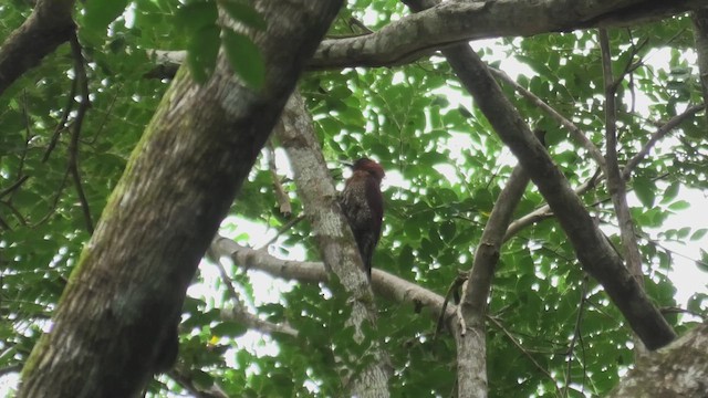 Kızıl Sarıense - ML644930138